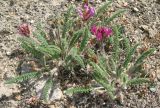 Oxytropis microphylla