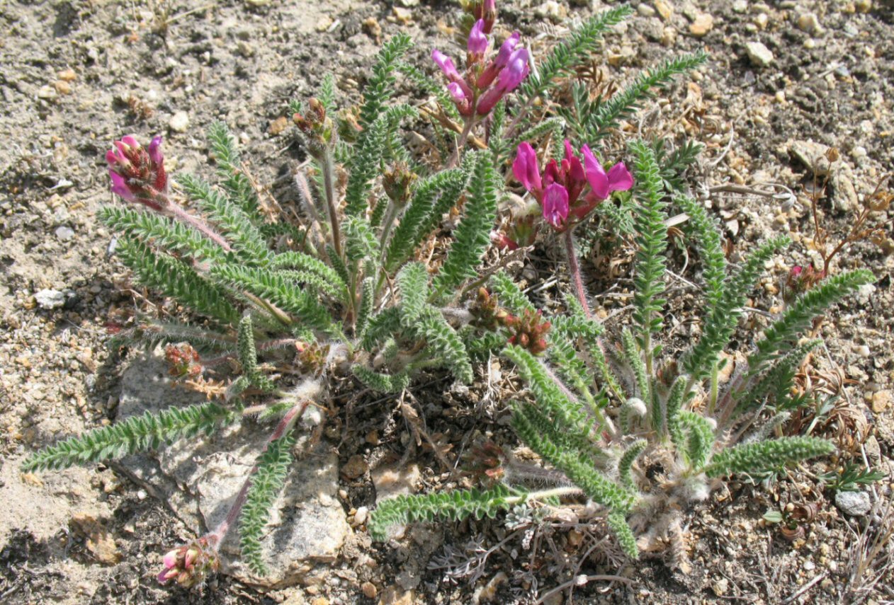 Изображение особи Oxytropis microphylla.