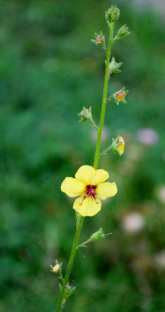 Изображение особи Verbascum blattaria.