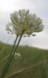 Allium qasyunense