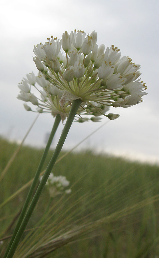 Image of Allium qasyunense specimen.