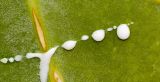 Calotropis procera. Млечный сок на повреждённом листе. Израиль, центральная Арава, пос Сапир. 19.03.2013.