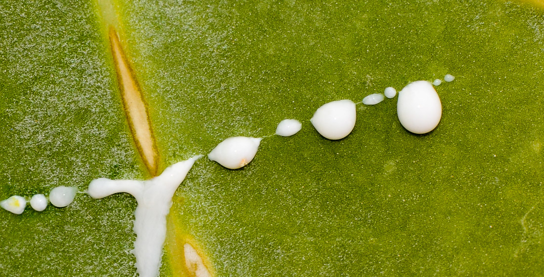 Изображение особи Calotropis procera.