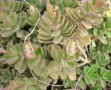 Coleus neochilus. Расцветающие растения. Израиль, г. Беэр-Шева, городское озеленение. 13.04.2013.