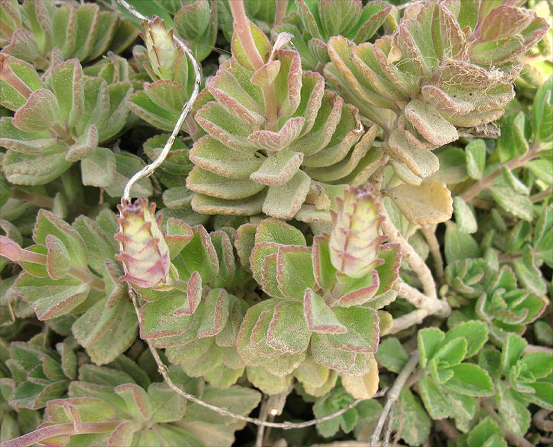 Image of Coleus neochilus specimen.