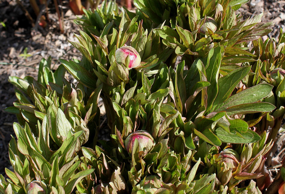 Image of genus Paeonia specimen.