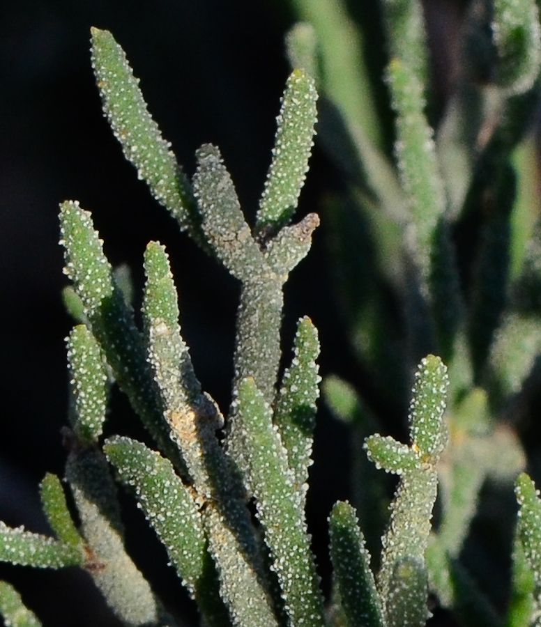 Изображение особи Limonium pruinosum.