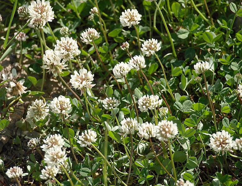 Изображение особи Trifolium repens.