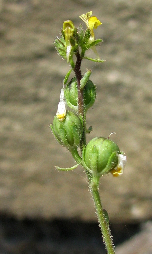 Image of Linaria simplex specimen.