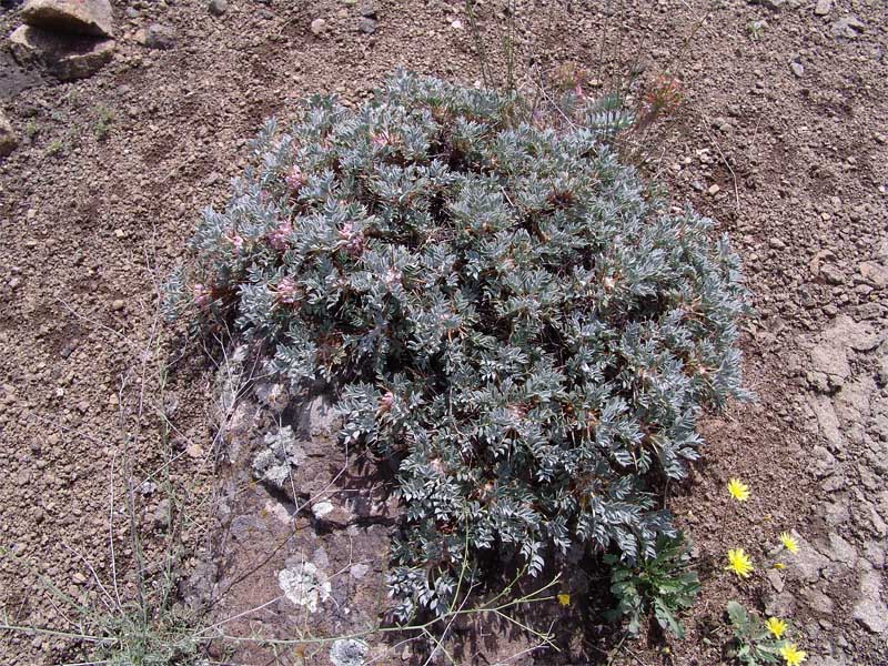Image of Astragalus meyeri specimen.