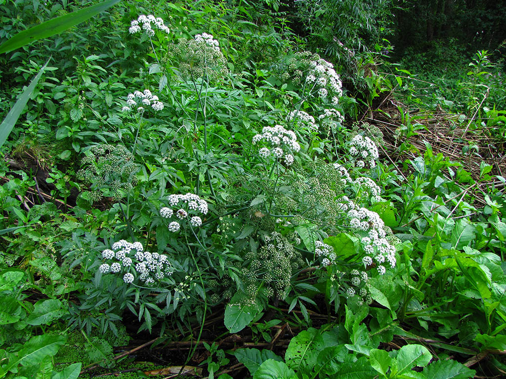 Image of Cicuta virosa specimen.