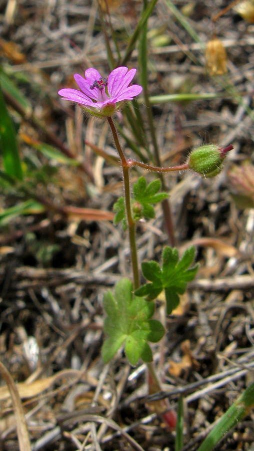 Image of Geranium molle specimen.