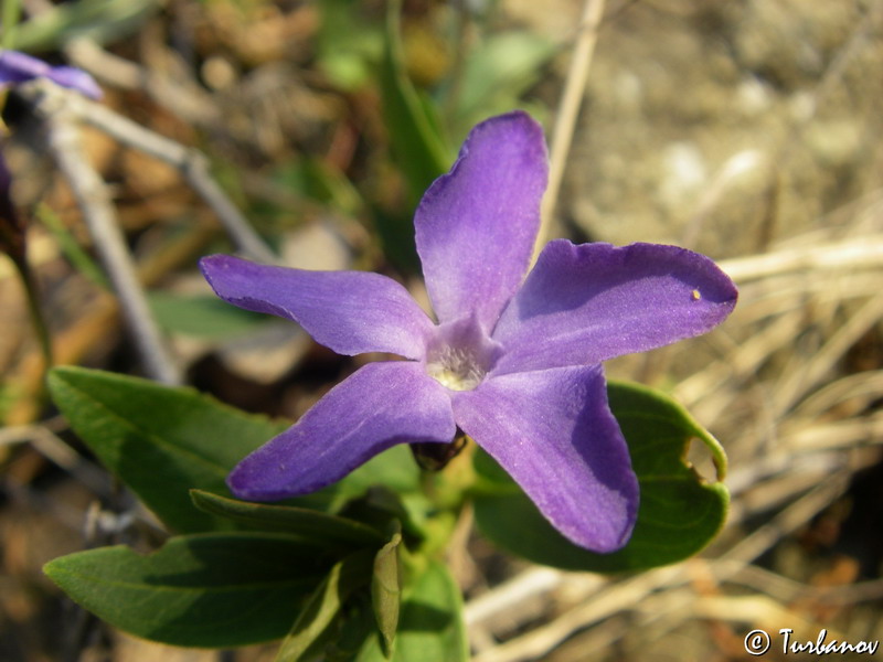 Изображение особи Vinca herbacea.