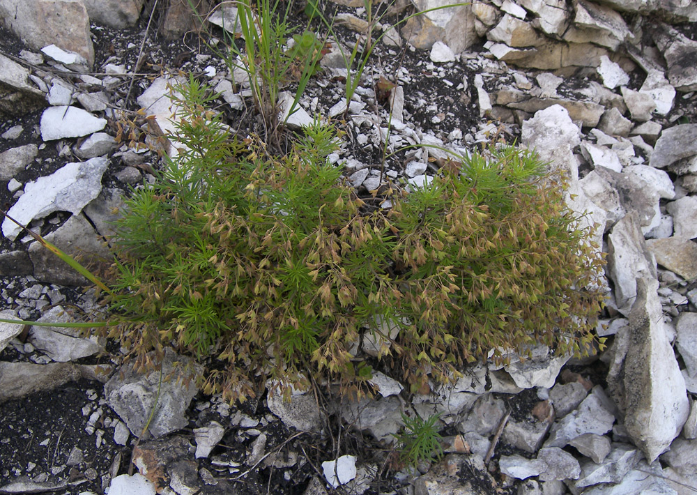 Image of Veronica caucasica specimen.