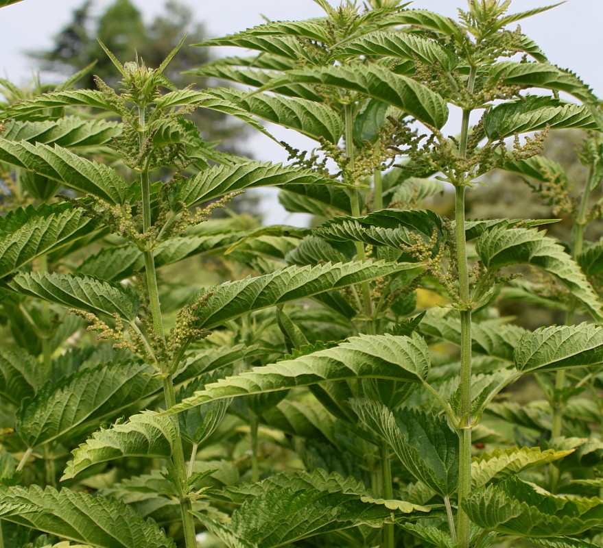 Image of Urtica dioica specimen.