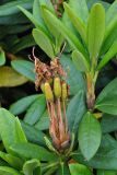 Rhododendron caucasicum