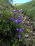 Campanula ciliata