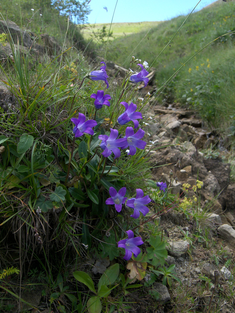 Изображение особи Campanula ciliata.