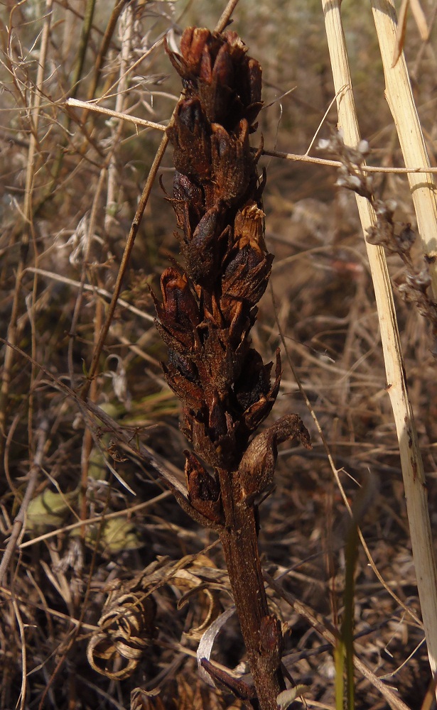 Image of genus Orobanche specimen.