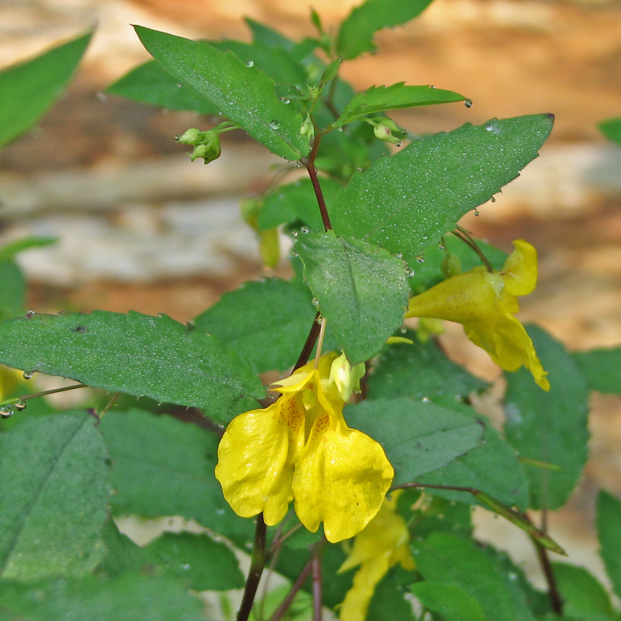 Изображение особи Impatiens noli-tangere.