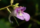 Impatiens furcillata. Цветок. Приморский край, окр. г. Находка, у ручья. 25.08.2013.