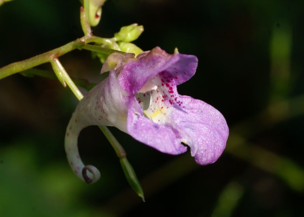 Image of Impatiens furcillata specimen.