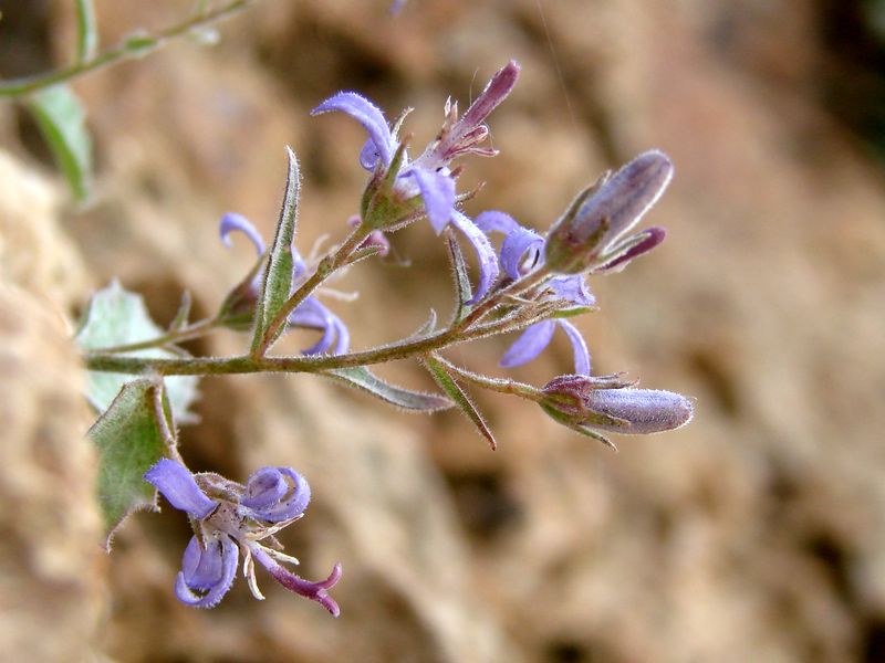 Изображение особи Sergia regelii.