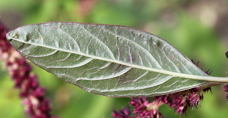 Изображение особи Amaranthus cruentus.