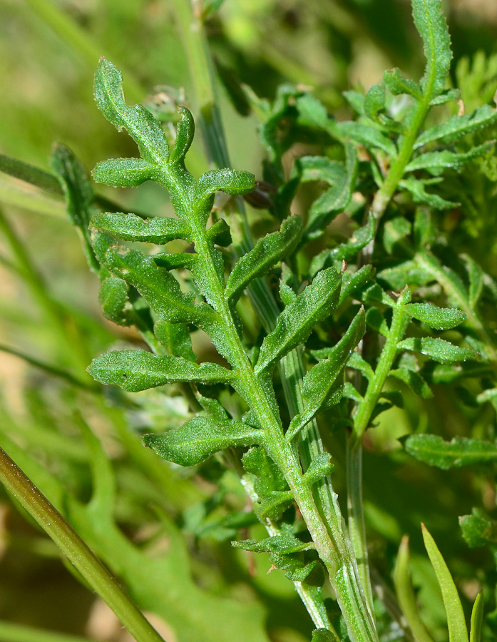 Image of Reseda alba ssp. decursiva specimen.