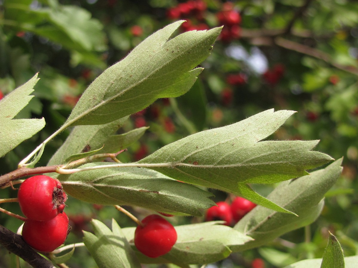 Image of Crataegus sphaenophylla specimen.