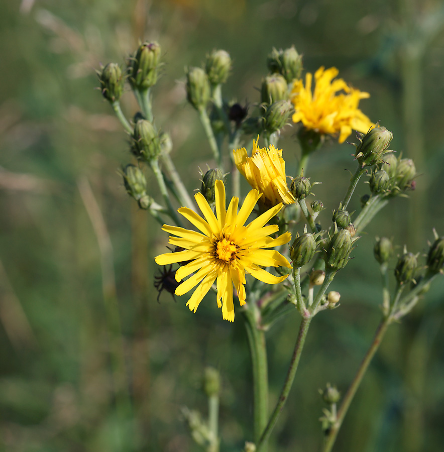 Image of Hieracium umbellatum specimen.