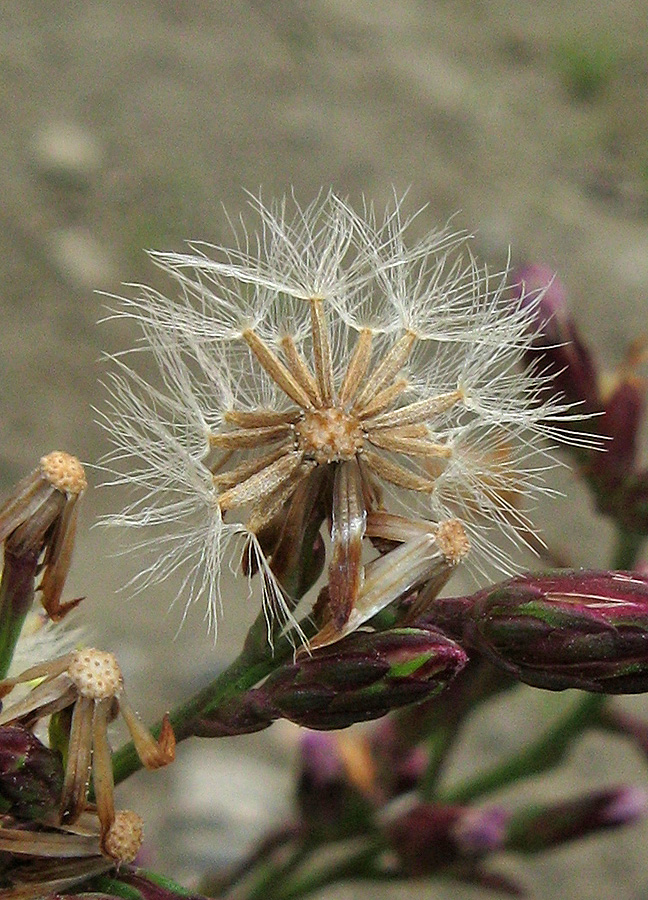 Image of Symphyotrichum subulatum var. squamatum specimen.