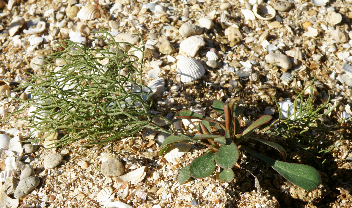 Изображение особи Limonium caspium.