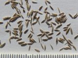 Image of taxon representative. Author is Сергей Банкетов