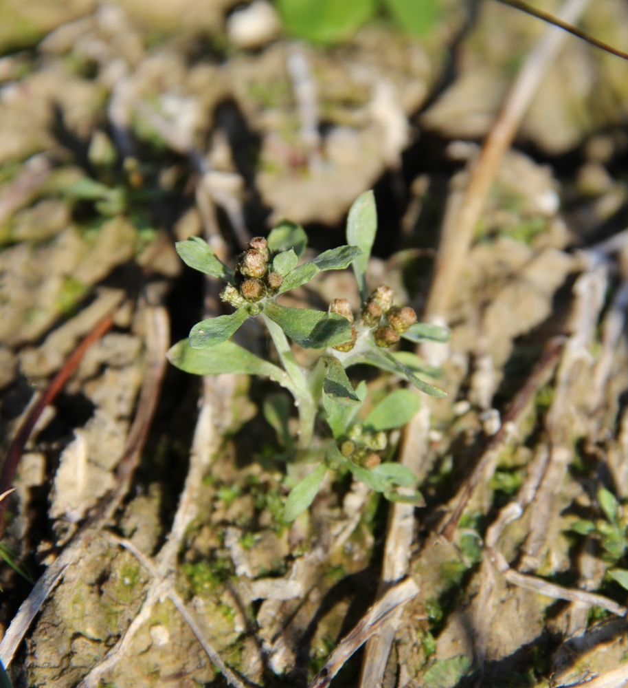 Изображение особи Gnaphalium rossicum.