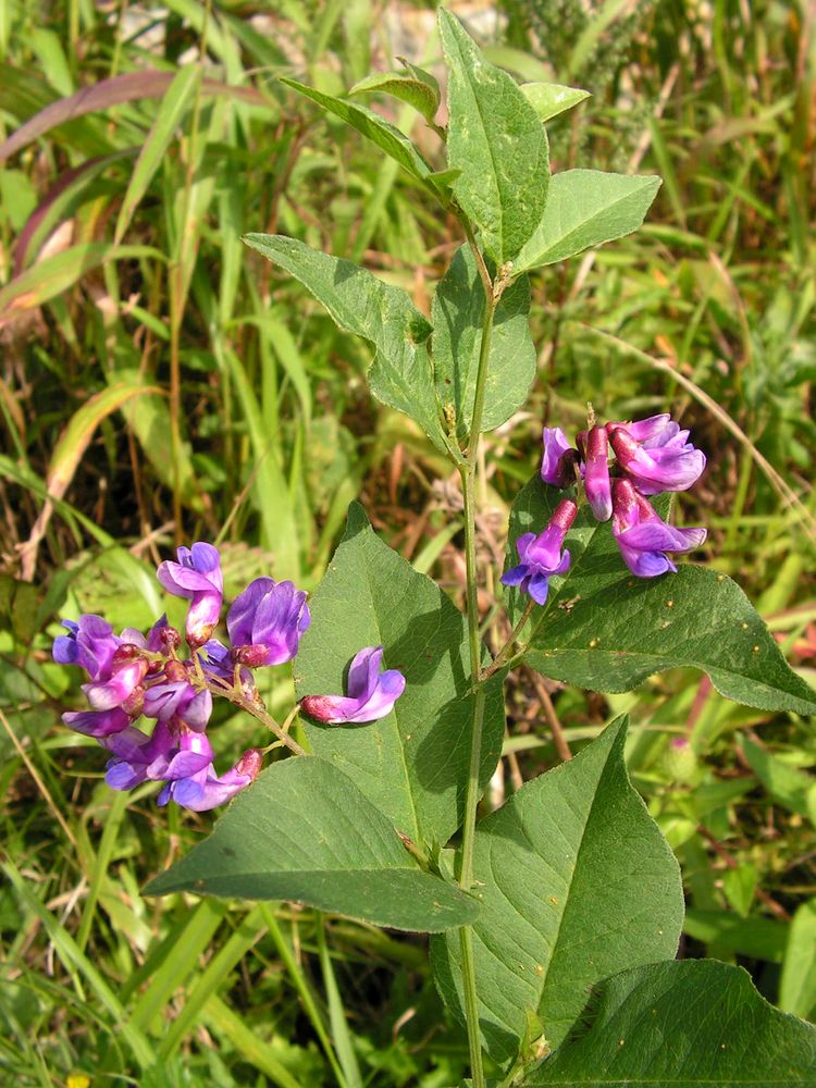 Изображение особи Vicia unijuga.