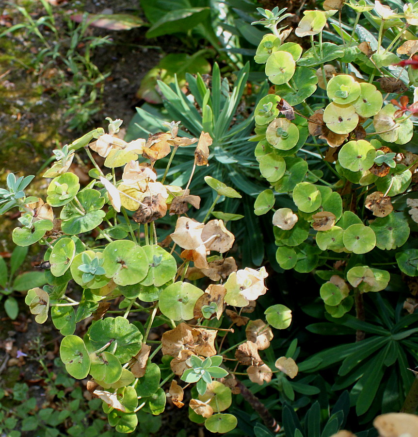 Изображение особи Euphorbia characias ssp. wulfenii.