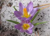 Crocus sieberi