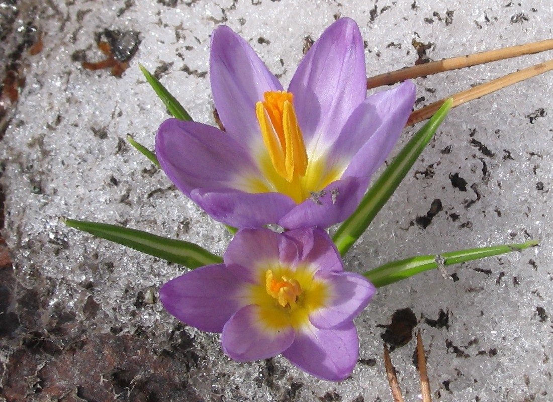 Изображение особи Crocus sieberi.