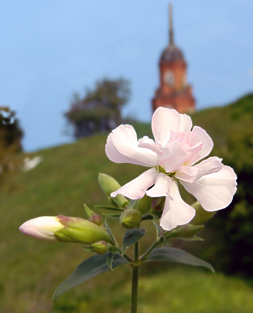 Image of Saponaria officinalis f. pleniflora specimen.