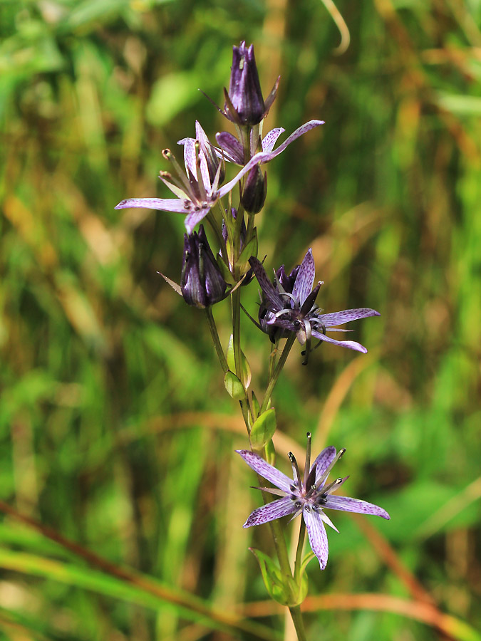 Image of Swertia perennis specimen.