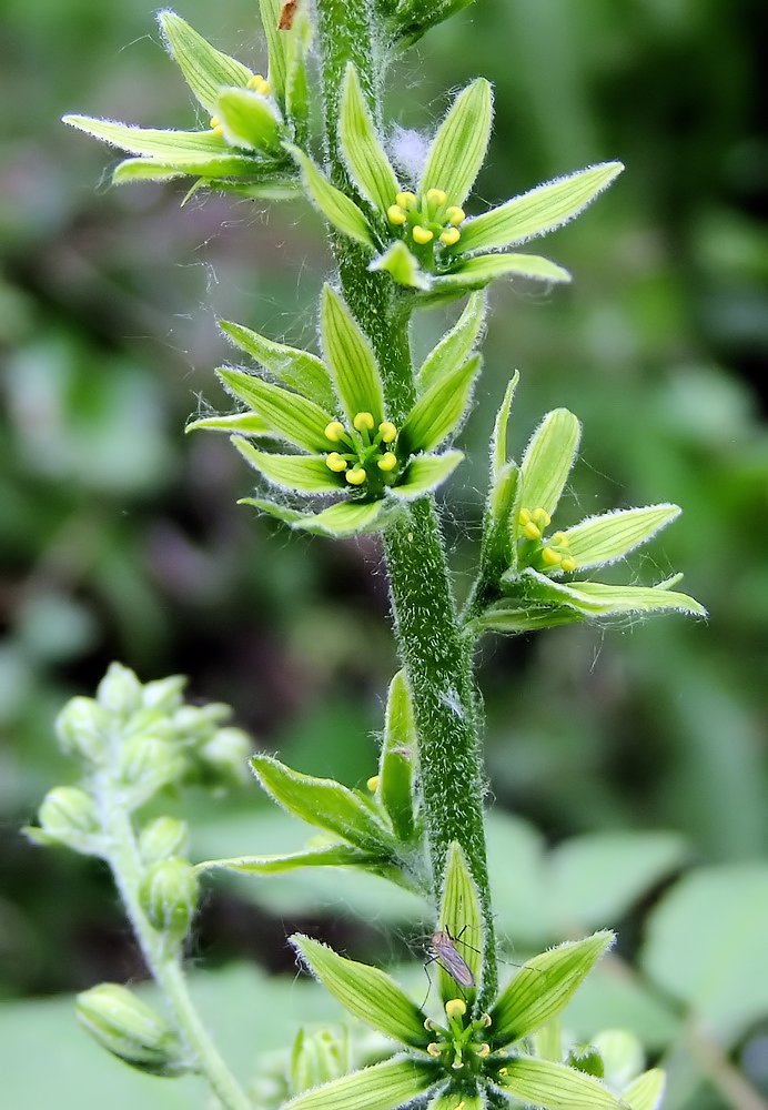 Изображение особи Veratrum dolichopetalum.