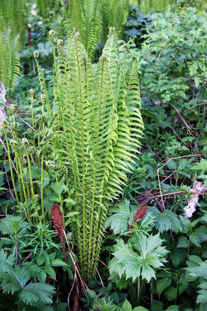 Изображение особи Matteuccia struthiopteris.