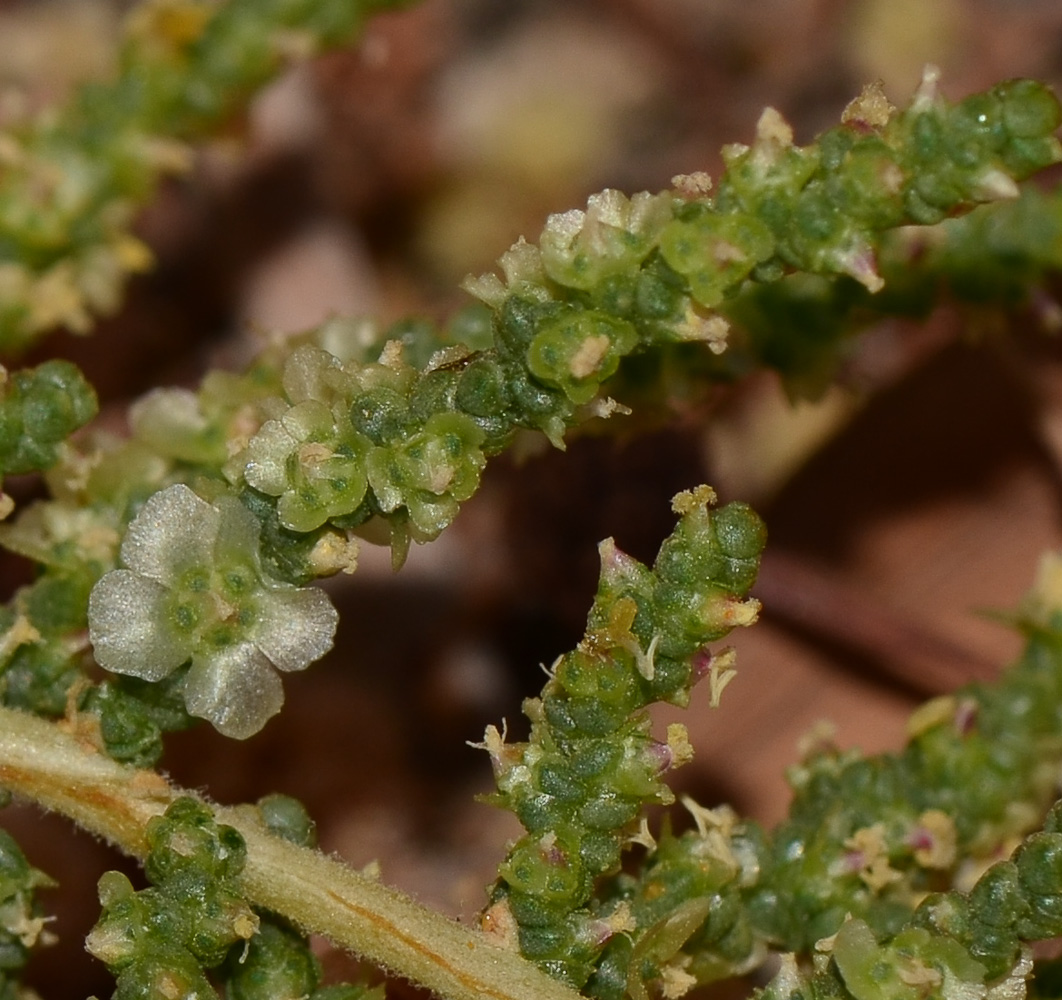 Изображение особи Salsola imbricata.