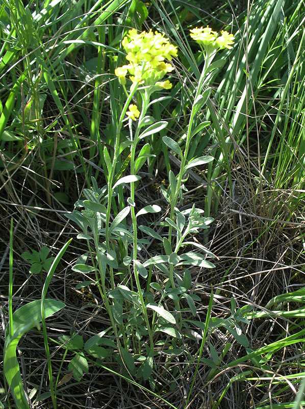Image of Alyssum gmelinii specimen.