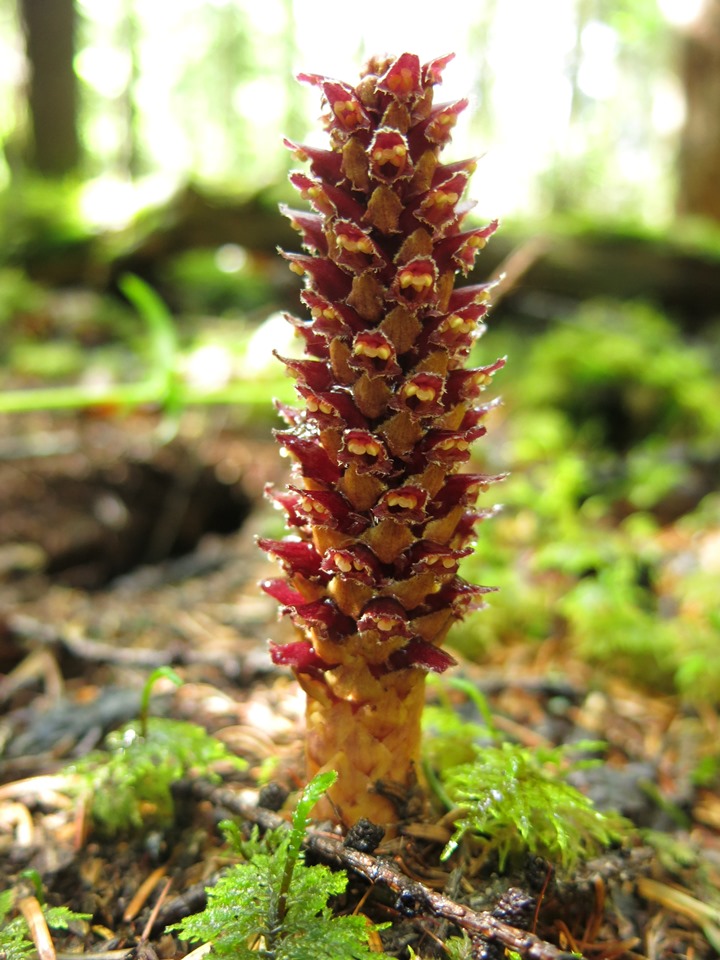 Image of Boschniakia rossica specimen.