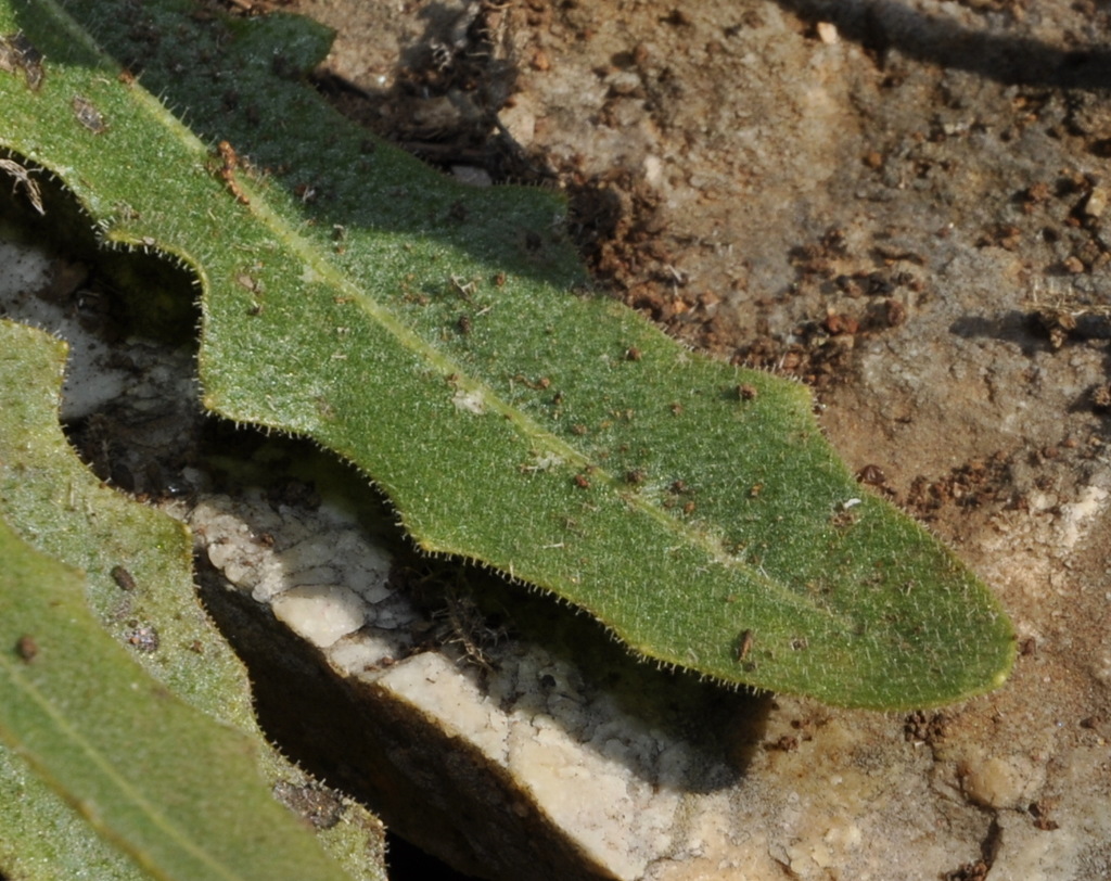 Image of genus Leontodon specimen.