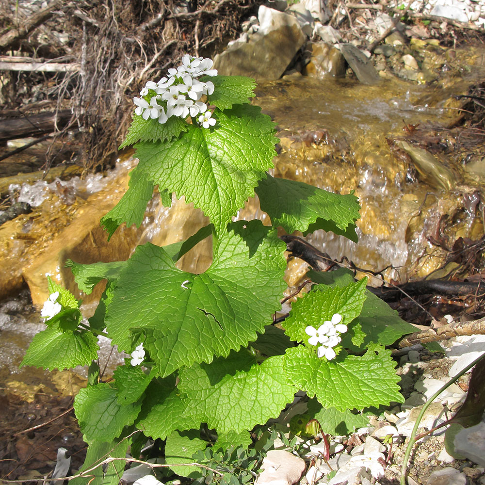 Image of Alliaria petiolata specimen.