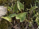 Phlomoides tuberosa. Молодые листья, отросшие после зимовки. Украина, г. Запорожье, о-в Хортица, северный берег. 05.04.2014.