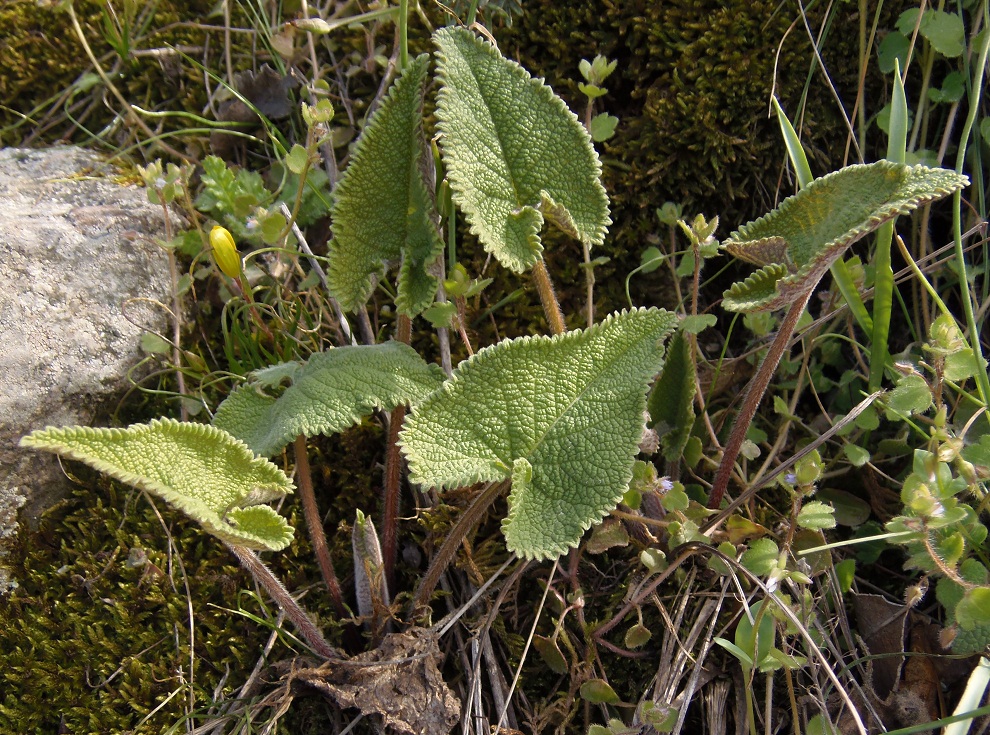 Изображение особи Phlomoides tuberosa.